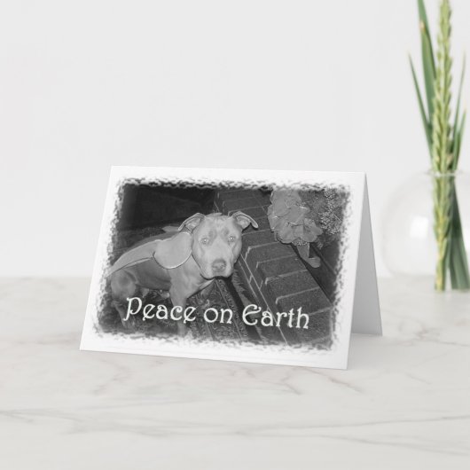 Paix sur la carte de Noël de la terre (pitbull) (Devant)