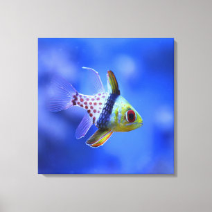 Pajama Cardinalfish - Het rif Collectie Canvas Afdruk