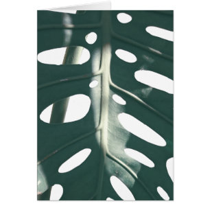 Pale Green Pastel Swiss Cheese Plante Carte de voe