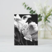Pale Lily dans la carte postale monochrome (Debout devant)
