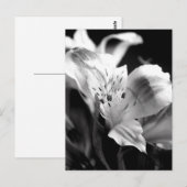 Pale Lily dans la carte postale monochrome (Devant / Derrière)
