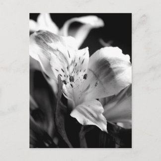 Pale Lily dans la carte postale monochrome