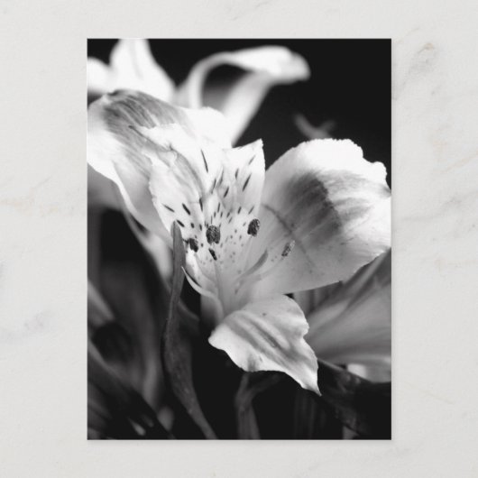 Pale Lily dans la carte postale monochrome (Devant)
