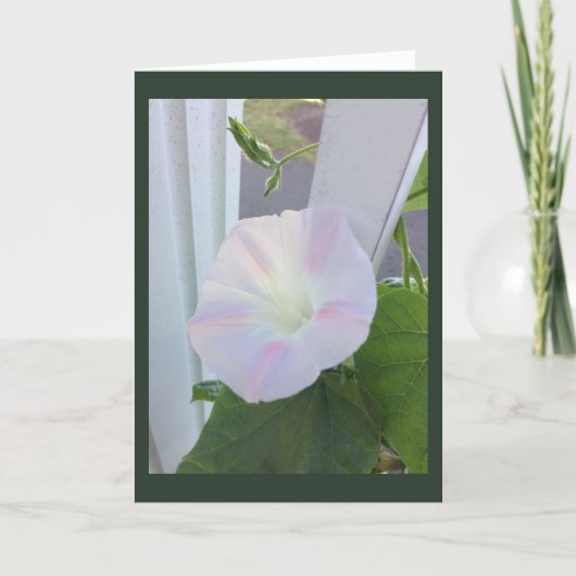 Pale Opal Morning Glory Blank Kaart (Voorkant)