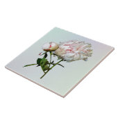 Pale Pink Peony and Bud Tegeltje (Zijkant)