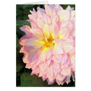 PALE ROSE DAHLIA AVEC TOUCHE DE JAUNE (PHOTOG)