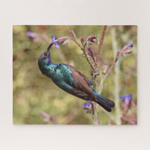 Palestine Sunbird, National Bird Wildlife Poster Legpuzzel