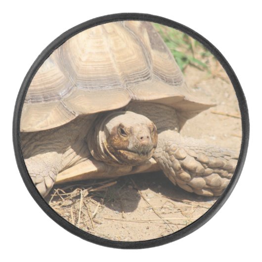 Palet De Hockey Ala aldabra (Devant)