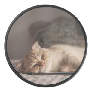 Palet De Hockey Chat, Animal De Compagnie, Kitten