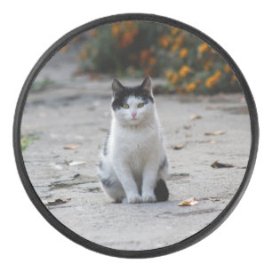 Palet De Hockey Chat, Blanc, Animaux