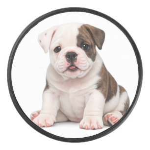 Palet De Hockey Chiot Bouledogue Anglais Mignon