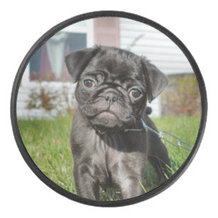 Palet De Hockey Chiot de Carlin noir