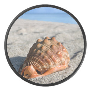 Palet De Hockey Coquille marine, Conque géante, Rufa Cypraeacassis