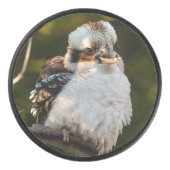 Palet De Hockey Fluffed up riant kookaburra (Devant)