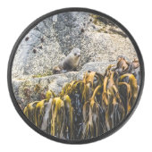 Palet De Hockey Jeune Sceau De Fourrure Sur Le Rocher (Devant)