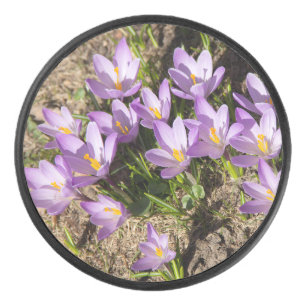 Palet De Hockey Mignons crocus de printemps