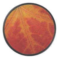 Photographie abstraite de la feuille d'érable roug