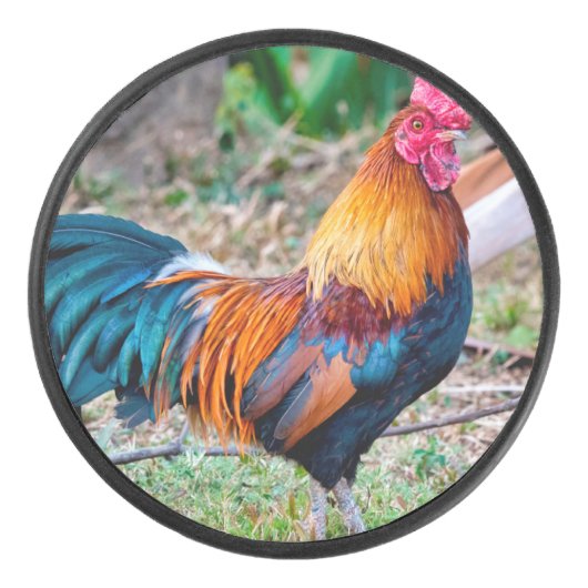 Palet De Hockey Red junglefowl (Devant)