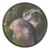 Palet De Hockey Singe bleu, Zanzibar (Devant)