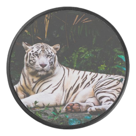 Palet De Hockey Tigre (Devant)