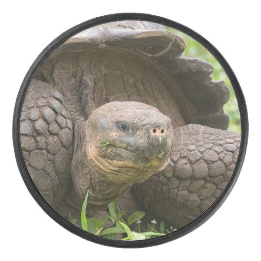 Palet De Hockey Tortue géante (Devant)