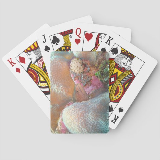 Paling Pokerkaarten (Achterkant)