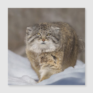 Pallas Cat in de sneeuw