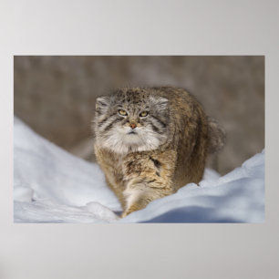 Pallas Cat in de sneeuw Poster