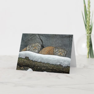 Pallas Cats Sneeuw Kerstkaart Feestdagen Kaart
