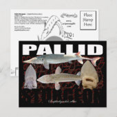 Pallid Sturgeon-Collage-Briefkaart Briefkaart (Voorkant / Achterkant)