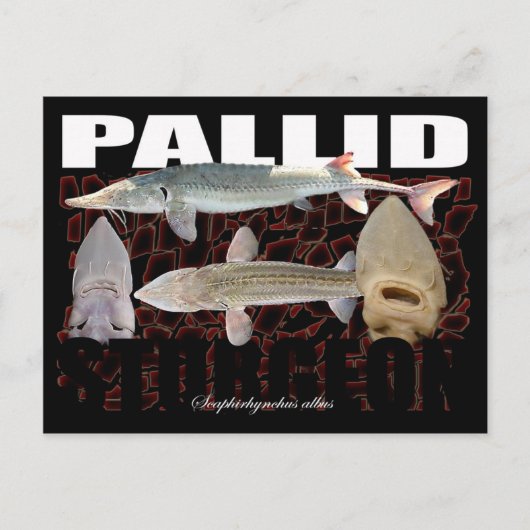 Pallid Sturgeon-Collage-Briefkaart Briefkaart (Voorkant)