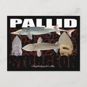 Pallid Sturgeon-Collage-Briefkaart Briefkaart