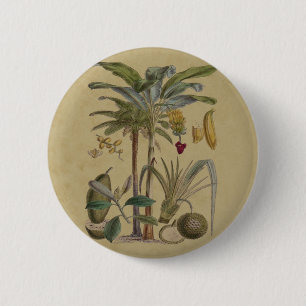 Palm Antiek tropische vruchten botanische kunst Ronde Button 5,7 Cm