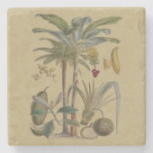 Palm Antiek tropische vruchten botanische kunst Stenen Onderzetter (Voorkant)