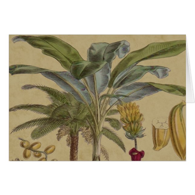 Palm Antique Fruit Tropical Art Botanique (Devant horizontal)
