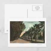 Palm en Pepper Trees naast Avenue Briefkaart (Voorkant / Achterkant)