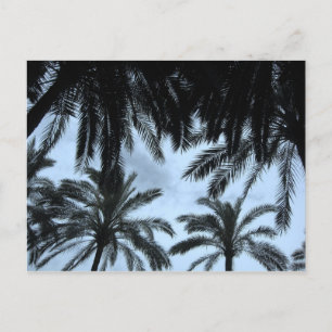 Palm Fred Sky Briefkaart