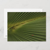 Palm Frond Briefkaart (Voorkant / Achterkant)