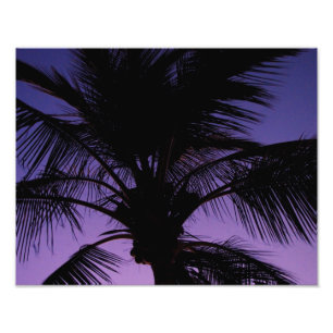 Palm Frond Silhouette Foto Afdruk