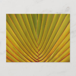 Palm Leaf Briefkaart