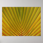 Palm Leaf Poster (Voorkant)