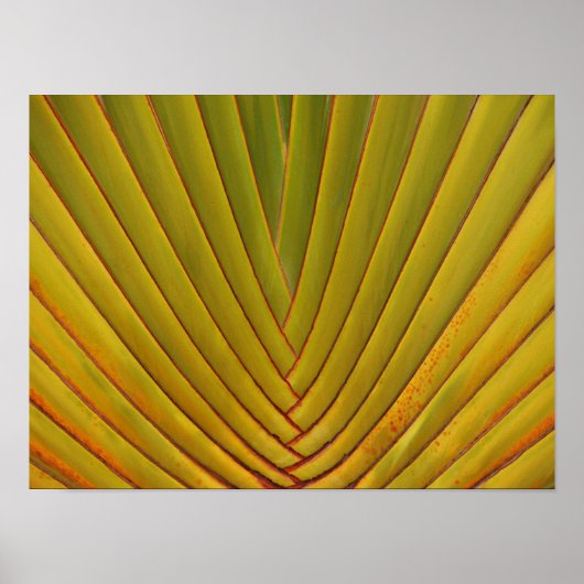 Palm Leaf Poster (Voorkant)