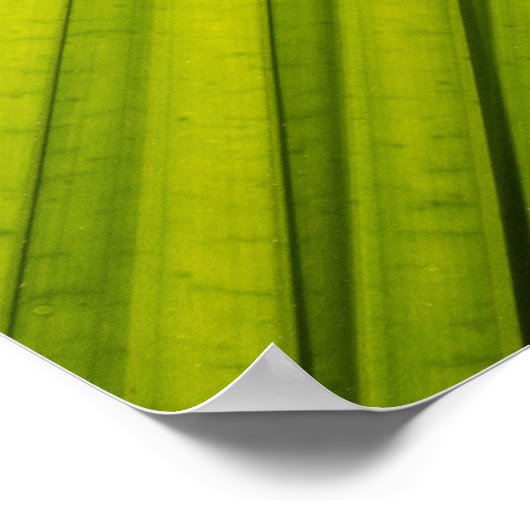 Palm Leaf Poster (Hoek)