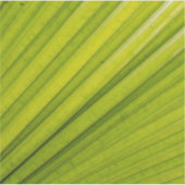 Palm Leaf Sticker (Voorkant)