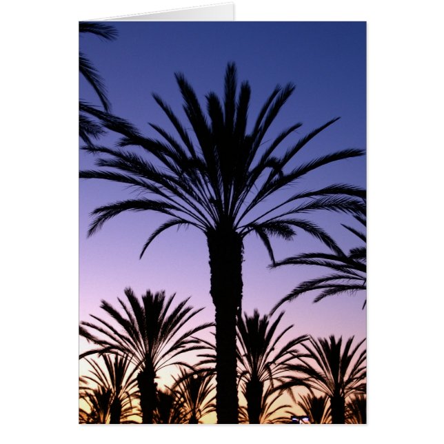 Palm Skies (Voorkant)