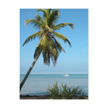 Palm Tree - Carte postale