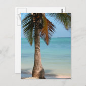 Palm Tree - Carte postale (Devant / Derrière)