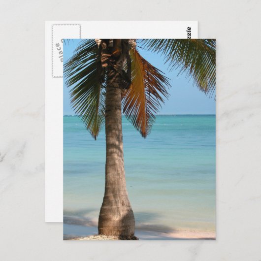 Palm Tree - Carte postale (Devant / Derrière)