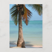 Palm Tree - Carte postale (Devant)
