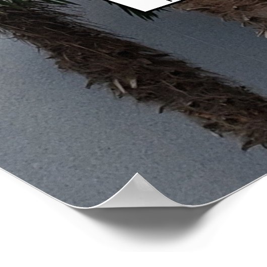 Palm Tree Cluster Photo Family Tree Poster (Coin)